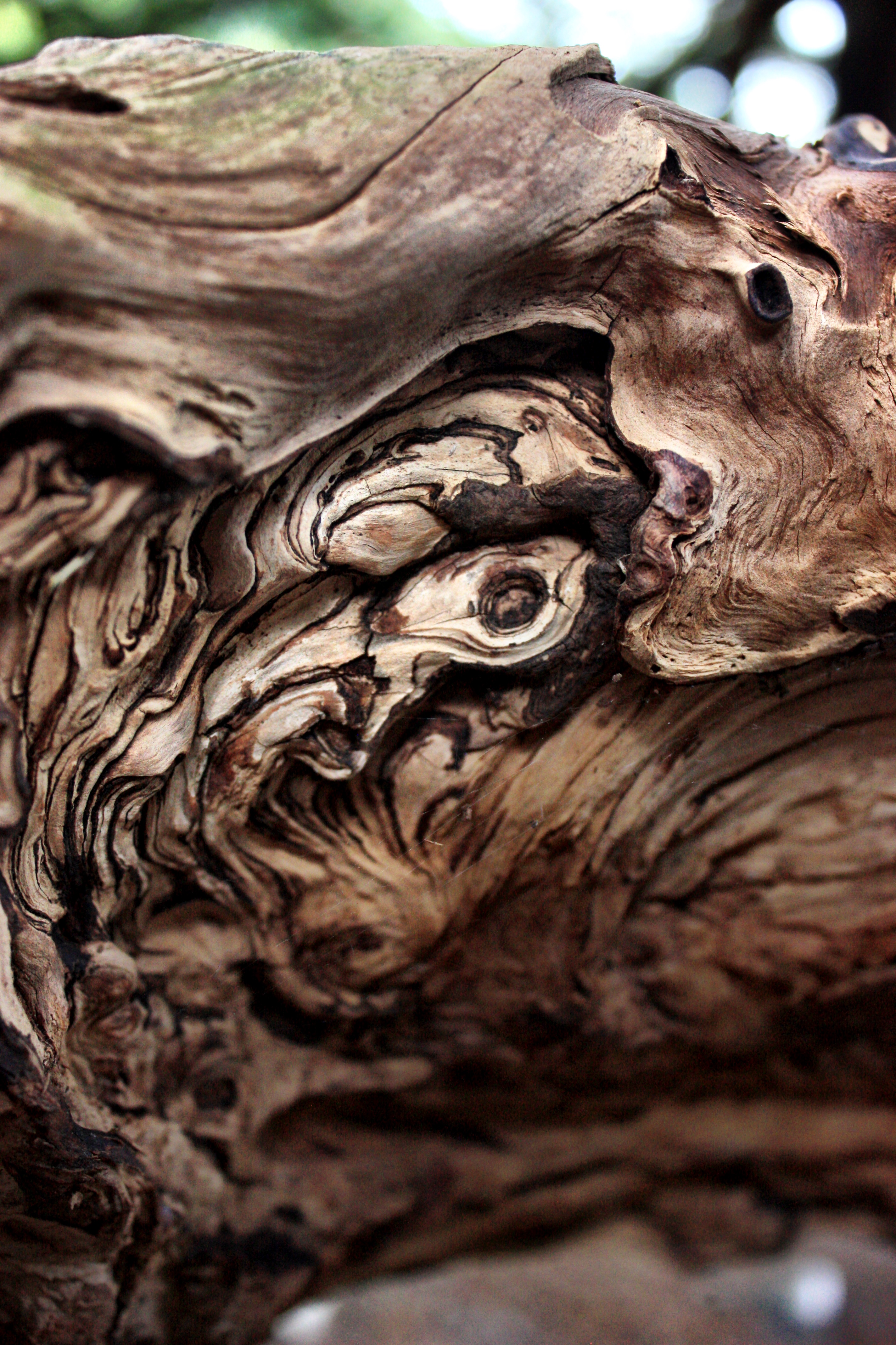 Yew Tree textures, Kingley Vale – The Creative World of Charlotte Pugh
