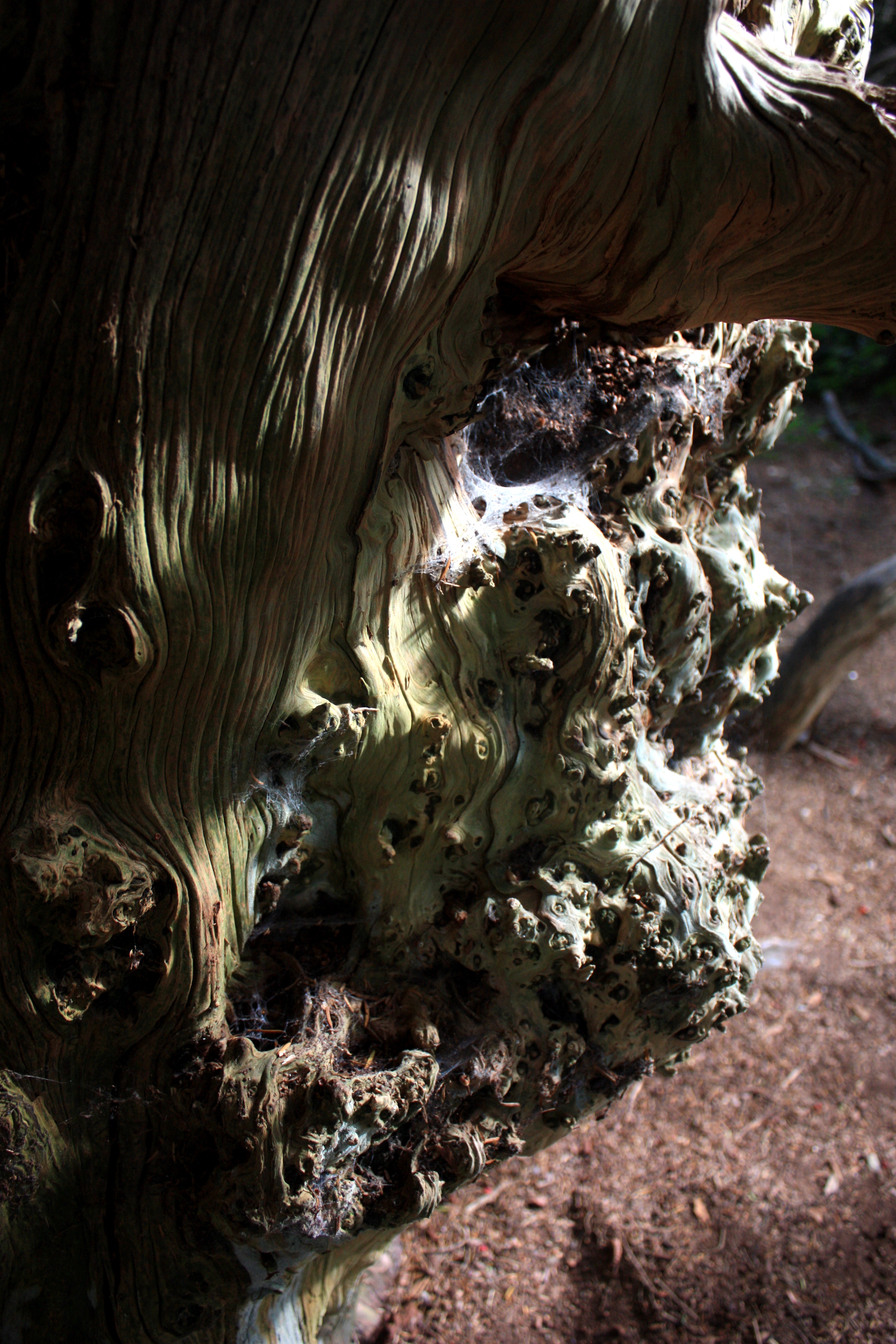 Yew Tree textures, Kingley Vale – The Creative World of Charlotte Pugh