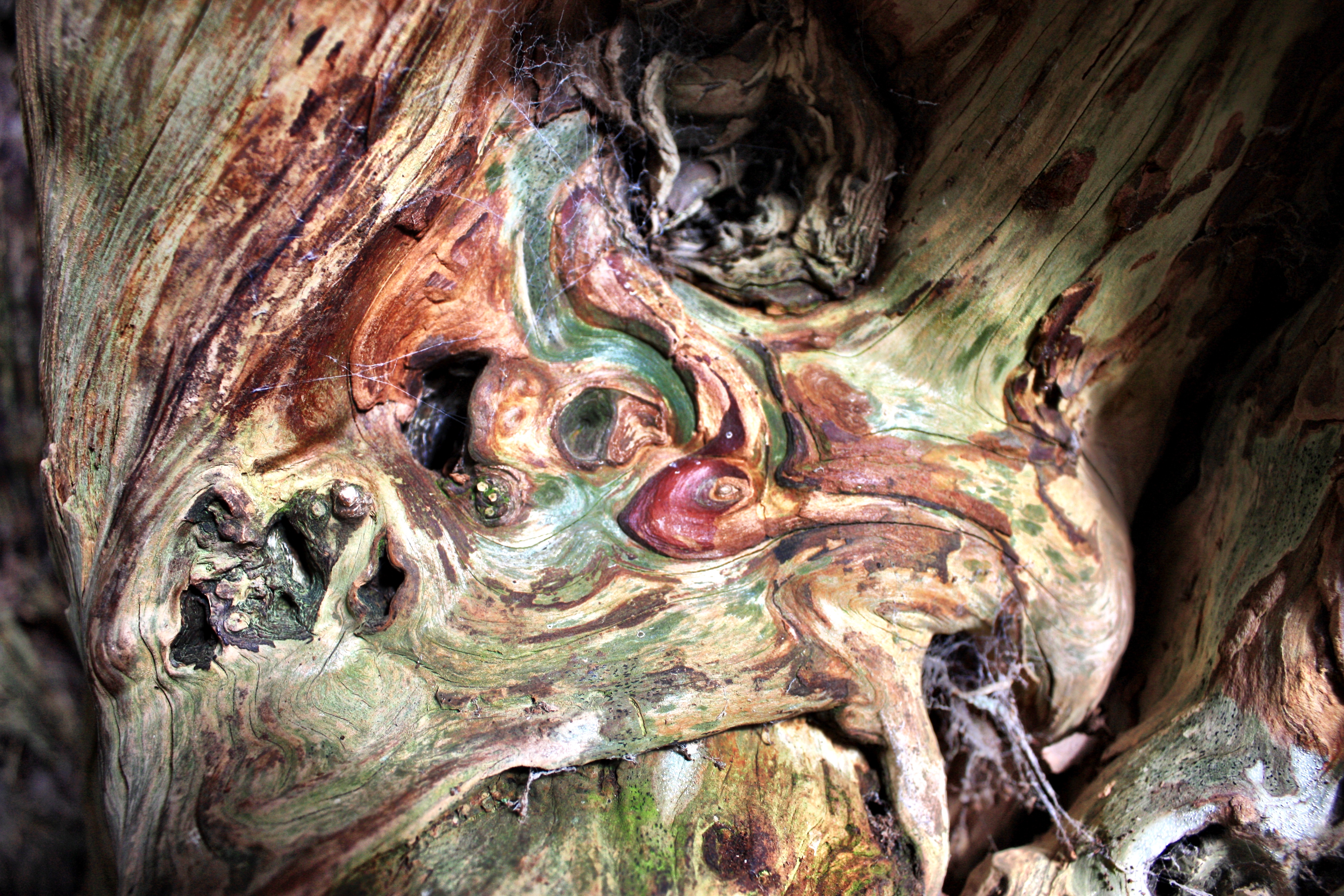 Yew Tree textures, Kingley Vale – The Creative World of Charlotte Pugh