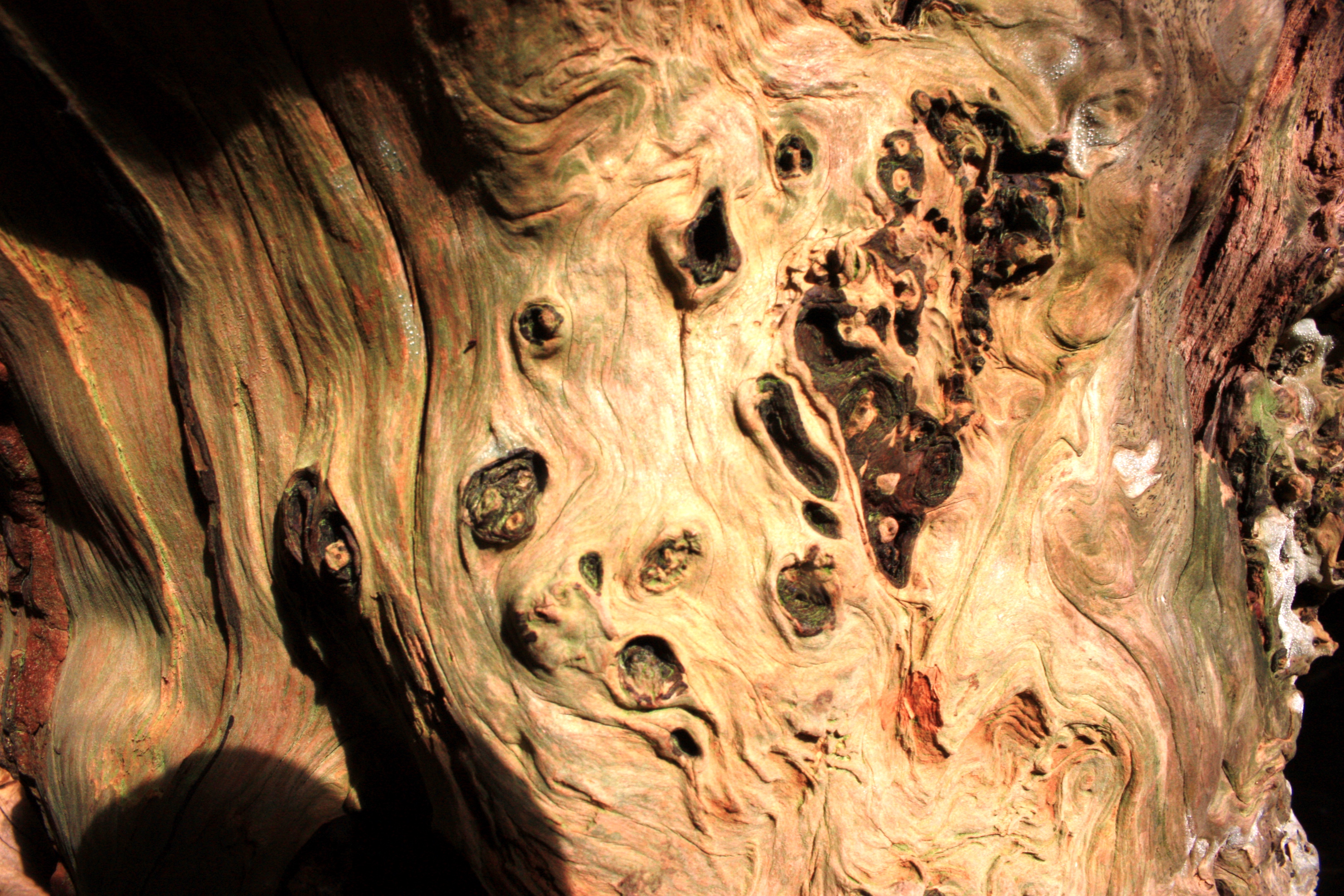 Yew Tree textures, Kingley Vale – The Creative World of Charlotte Pugh