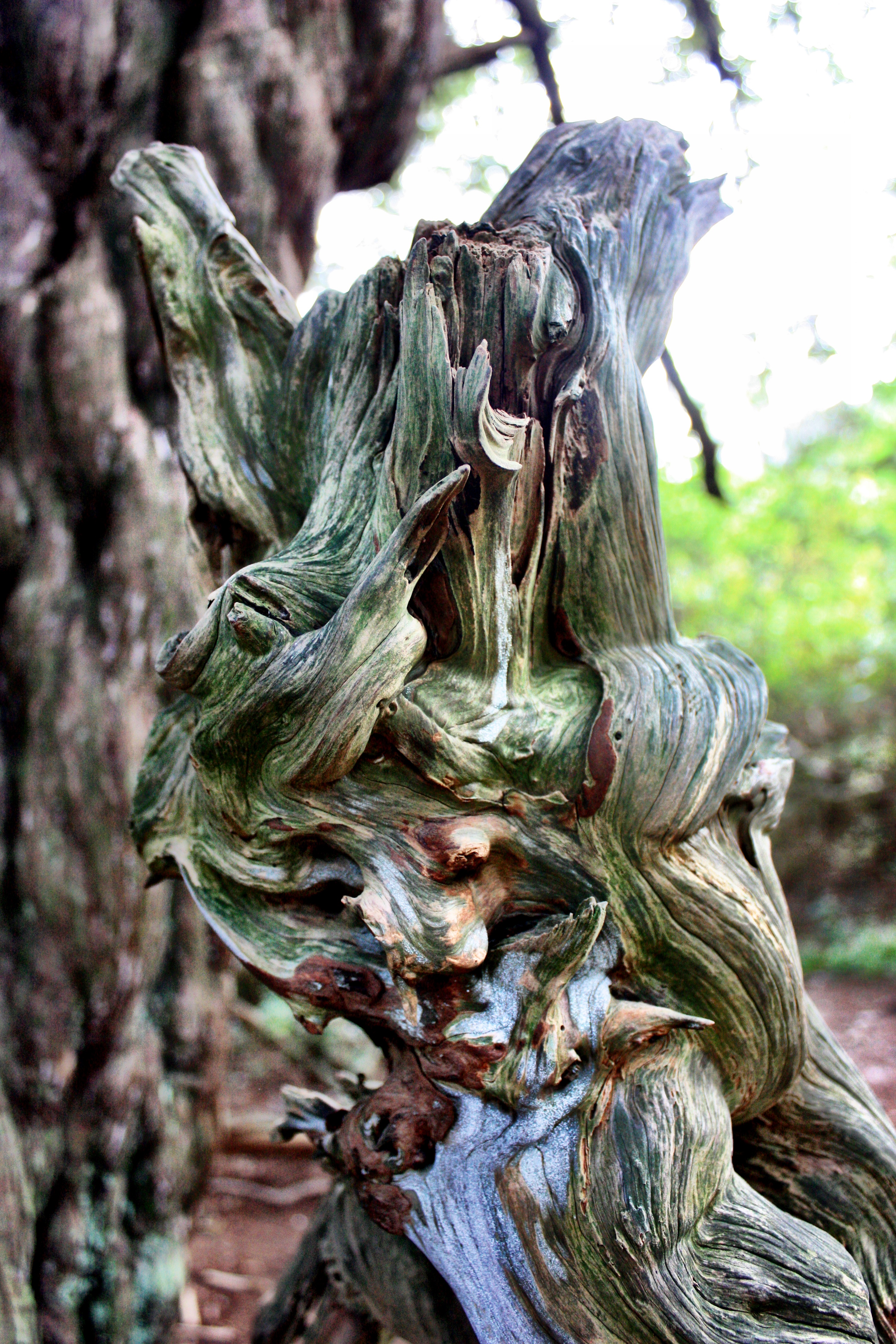 Yew Tree textures, Kingley Vale – The Creative World of Charlotte Pugh